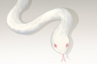 梦见蛇甚至白蛇是什么意思?