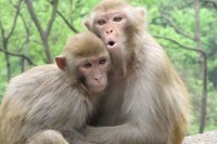 猴人富贵命的出生月份_星座频道