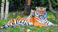在梦中看到老虎的迹象是什么?